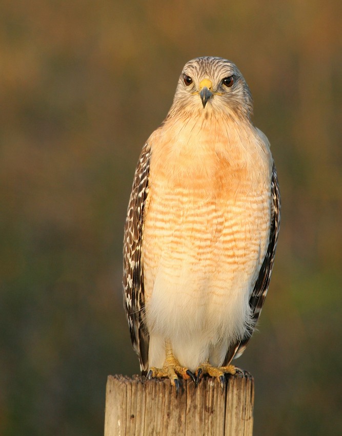 Red-shouldered Hawk(FL