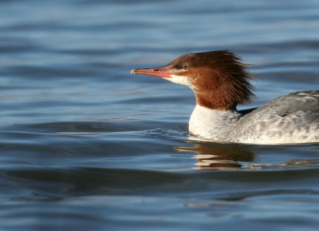 Common Merganser
