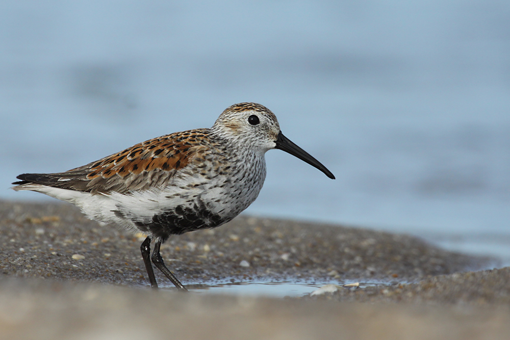 Dunlin IMG_5598_2.jpg