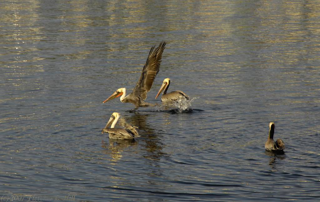 Pelicans in Mission Bay