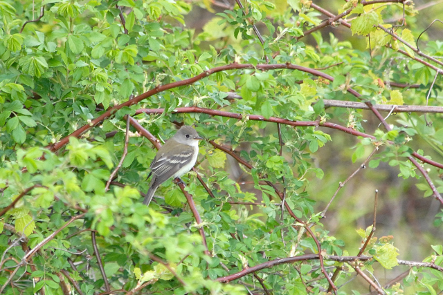 Moucherolle des saules (Willow Flycatcher)