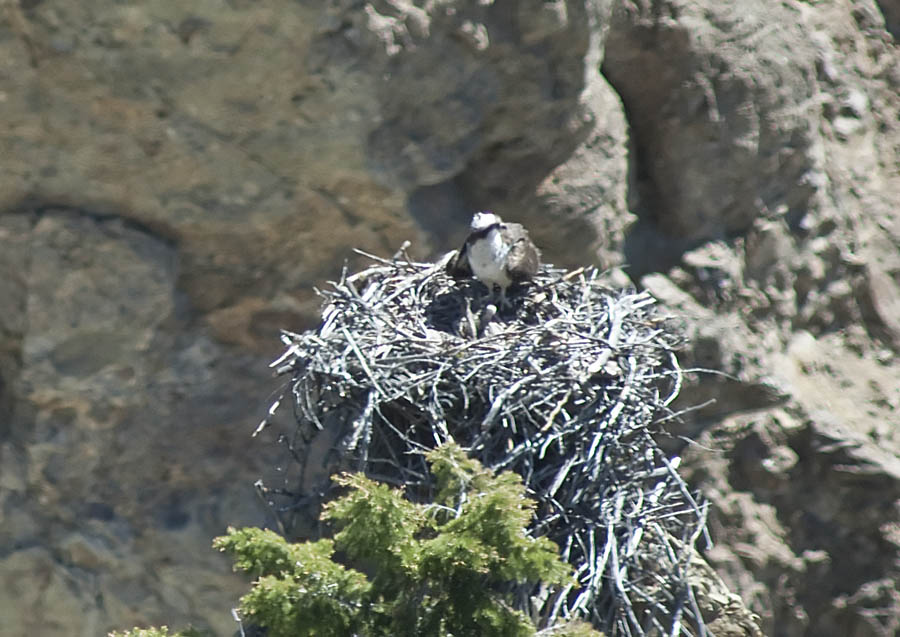 Osprey on nest