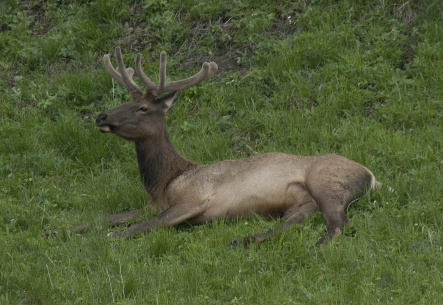 Young bull elk