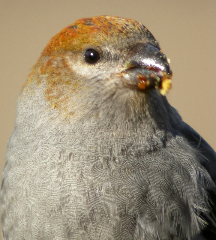 Pine Grosbeak