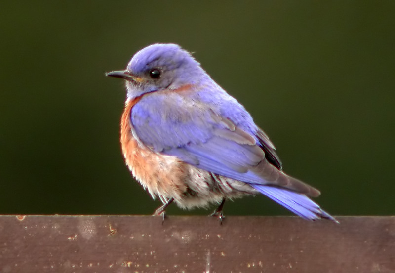 Western Bluebird