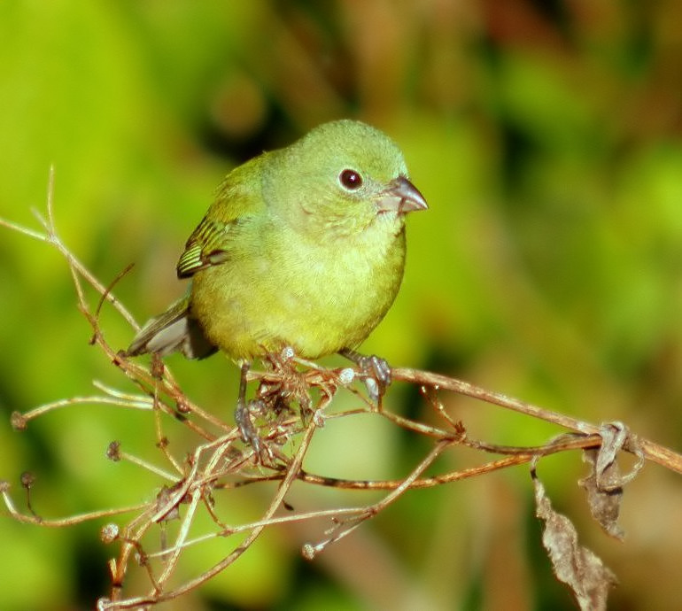 Painted Bunting