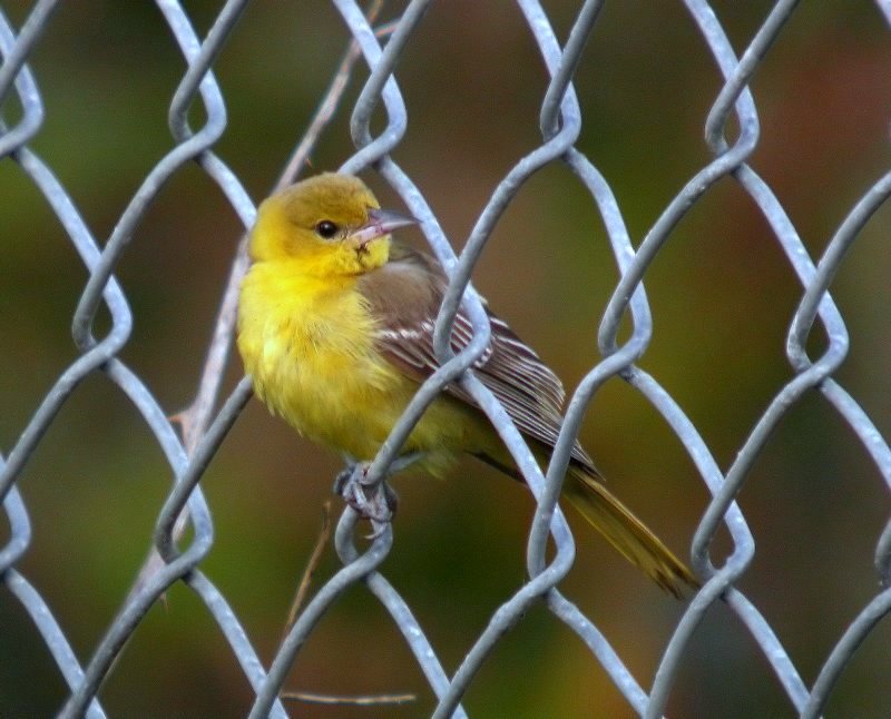 Orchard Oriole