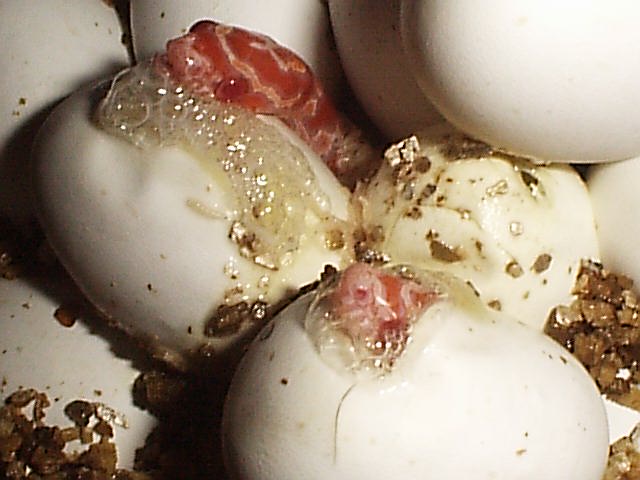Albino Corn Snake