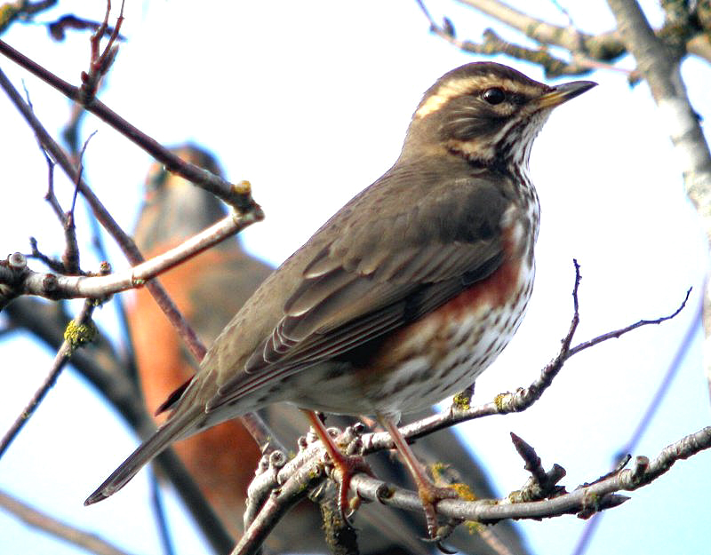 Redwing