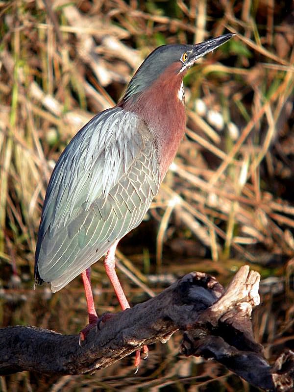 Green Heron