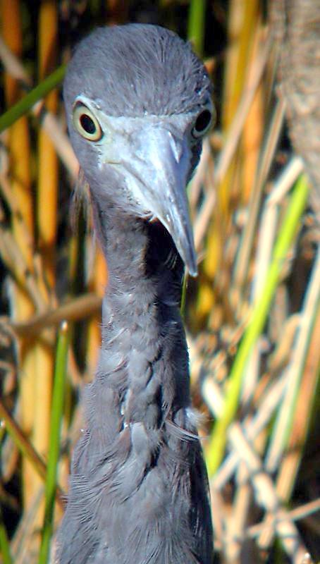 Little Blue Heron