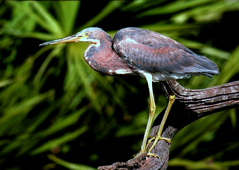 Tricolored Heron