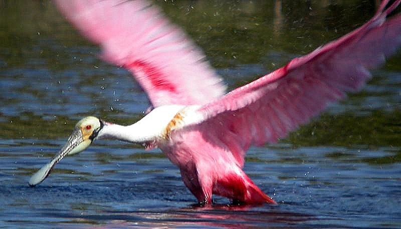 Roseate Spoonbill