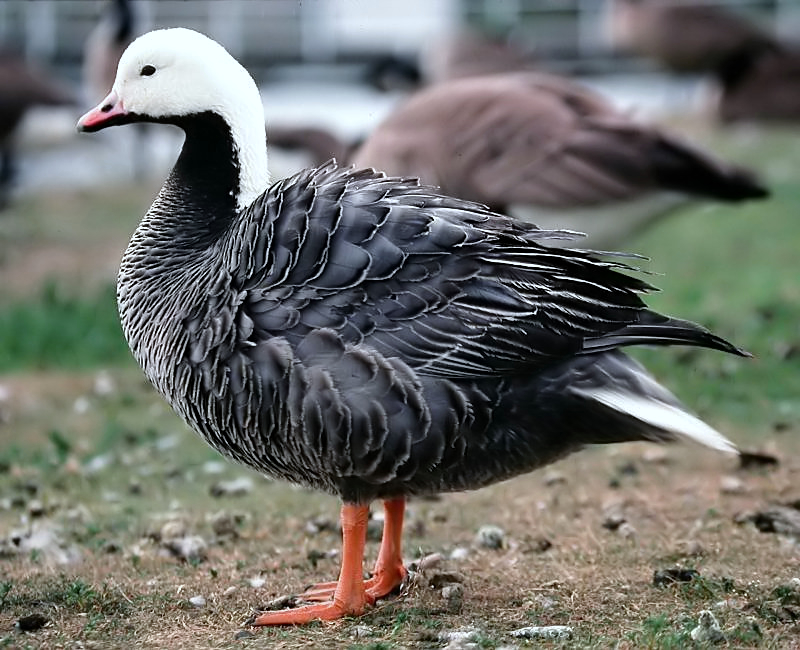 Emperor Goose