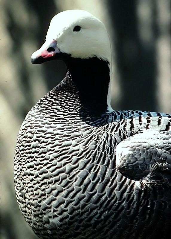 Emperor Goose