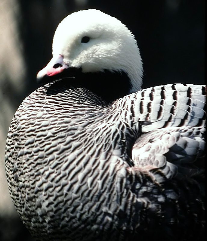Emperor Goose