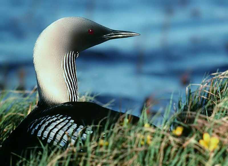 Pacific Loon