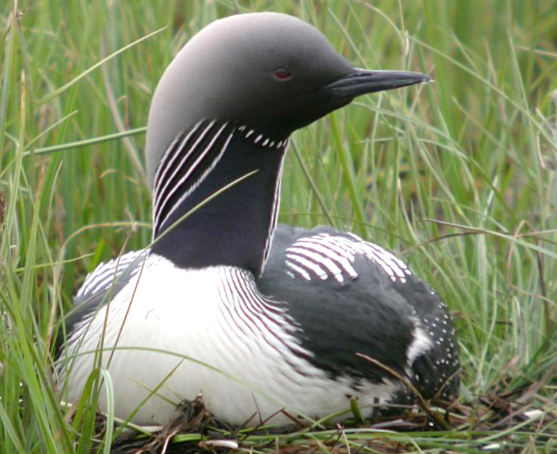 Pacific Loon