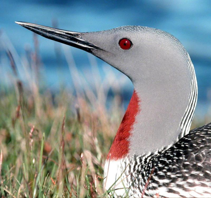 Red-throated Loon