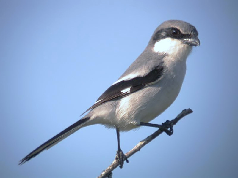 Loggerhead Shrike