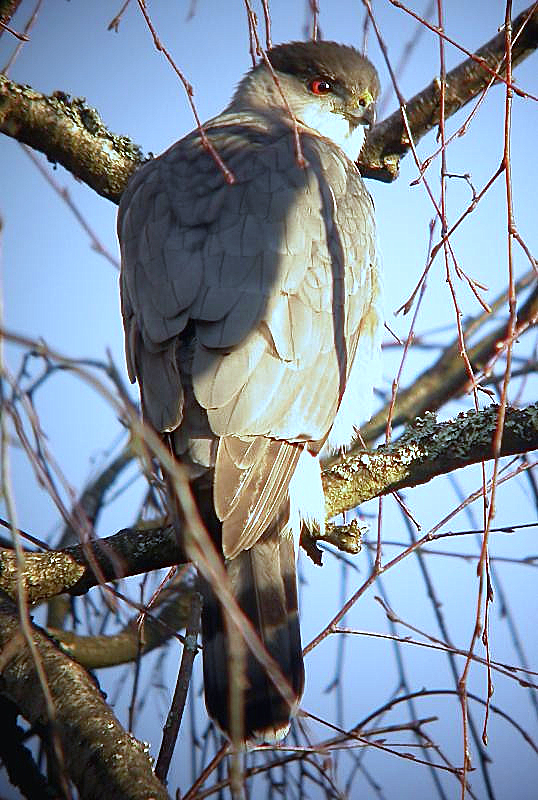 Cooper's Hawk