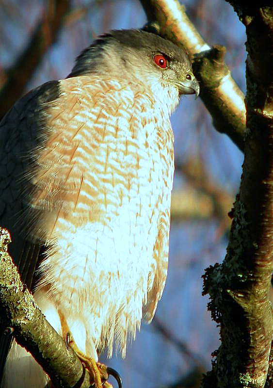 Cooper's Hawk