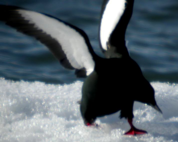 Black Guillemot