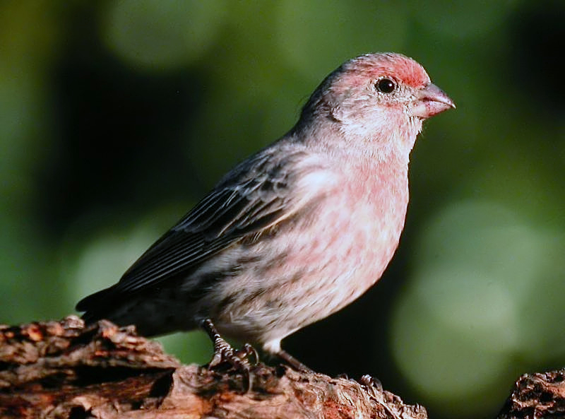 House Finch