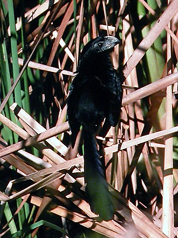 Groove-billed Ani