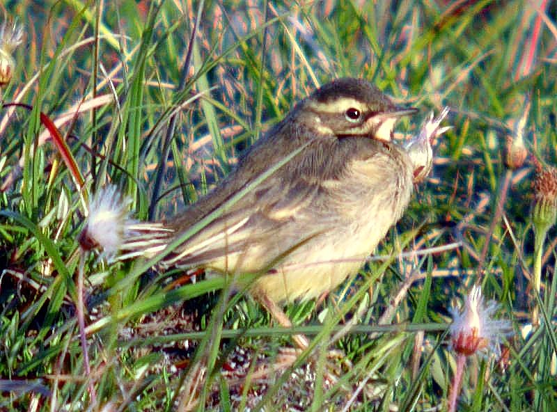 Eastern Yellow Wagtail