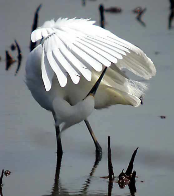 Snowy Egret