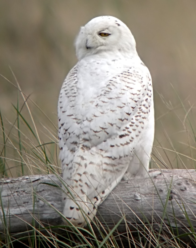 Snowy Owl