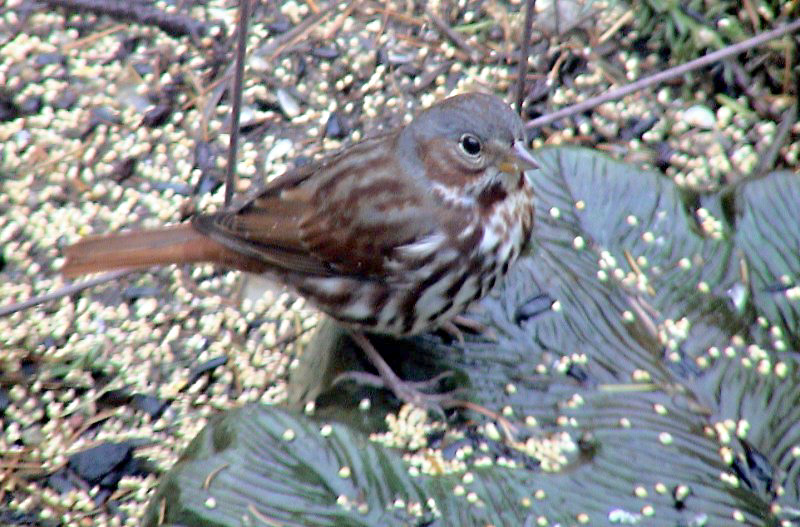 Red Fox Sparrow