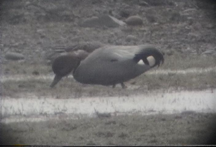 Falcated Duck