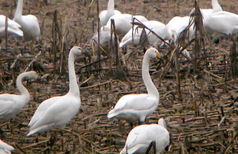 Whooper Swan