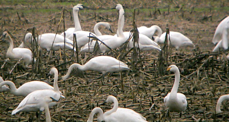 Whooper Swan