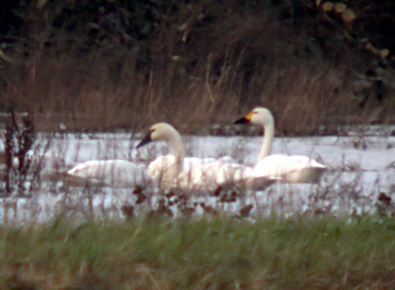 Bewick's  Swan