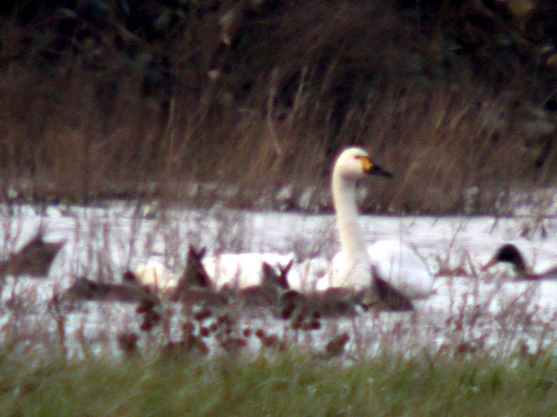 Bewick's  Swan