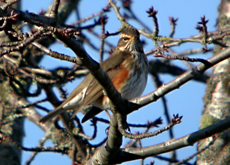 Redwing