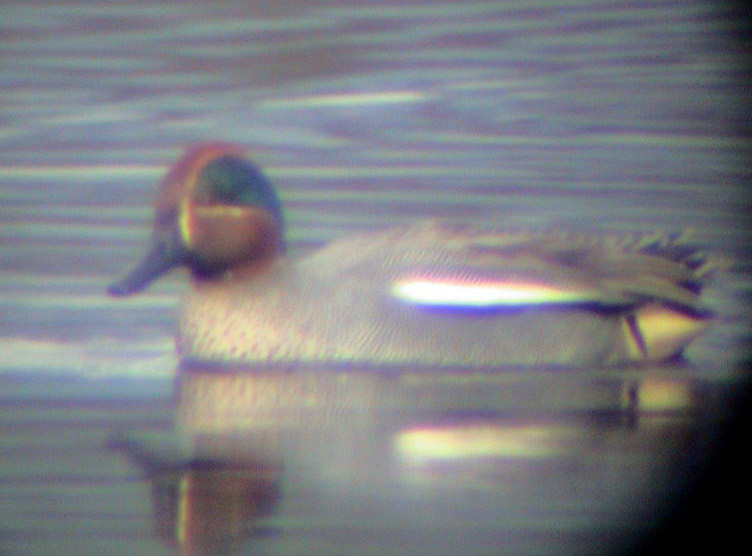 EurasianGreen-winged Teal