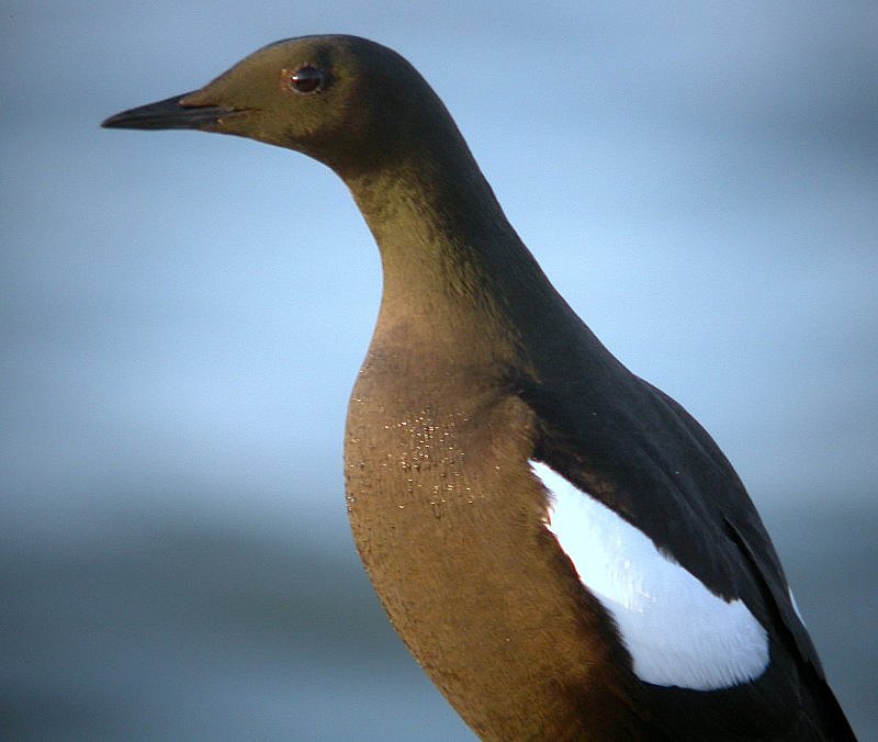Black Guillemot