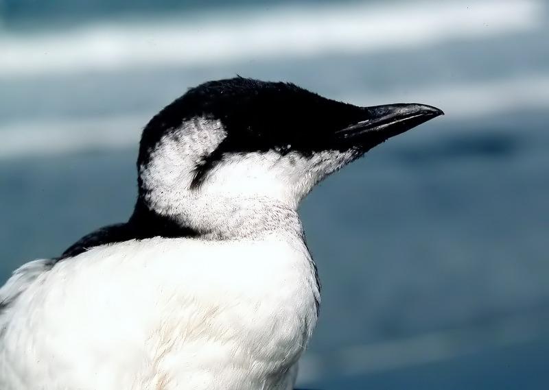 Common Murre
