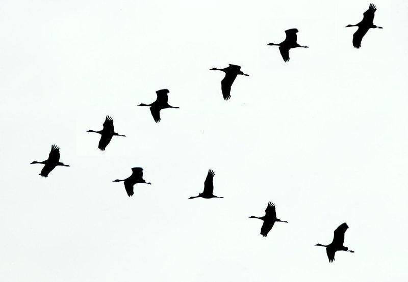 Sandhill Crane