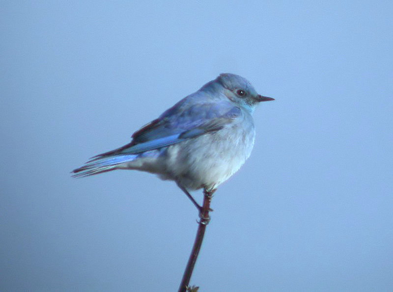 Mountain Bluebird