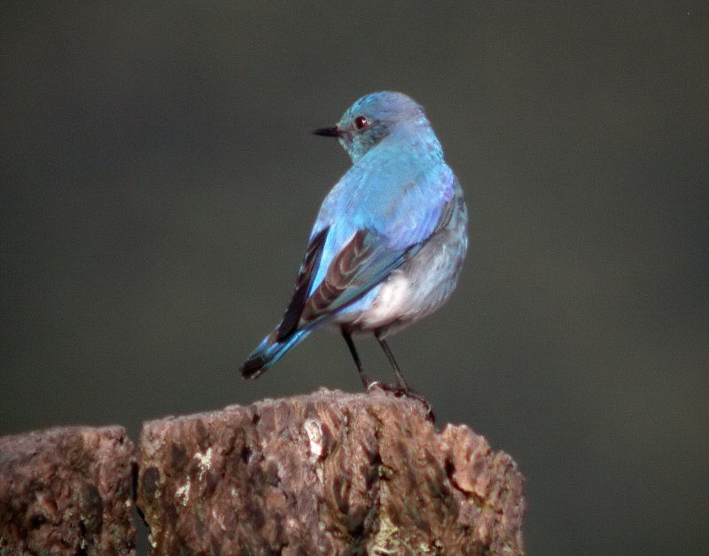 Mountain Bluebird