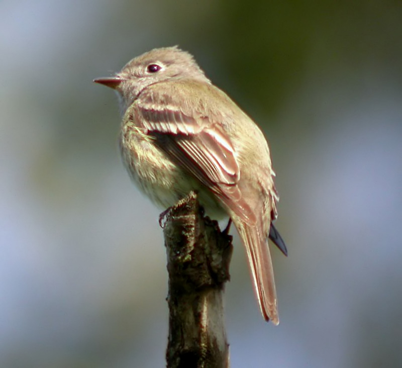 Hammond's Flycatcher