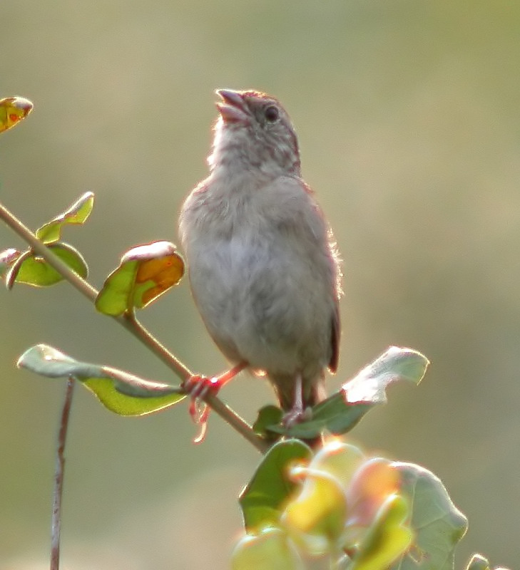 Bachman's Sparrow