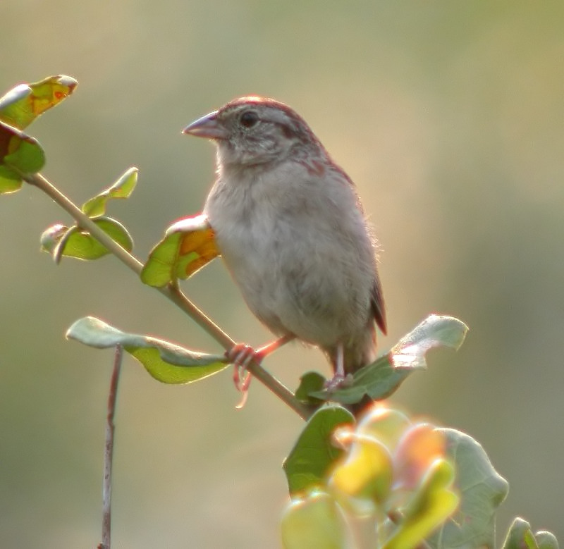 Bachman's Sparrow