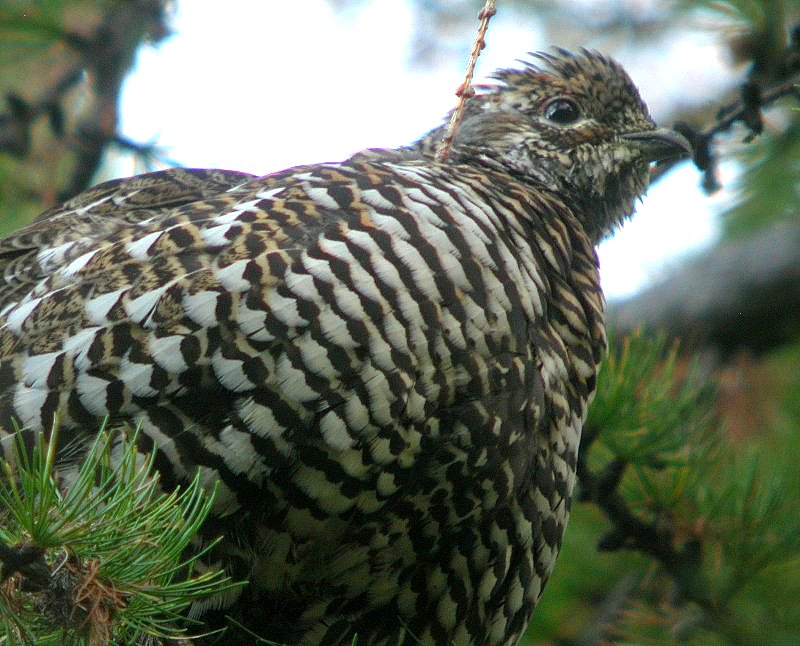 Spruce Grouse