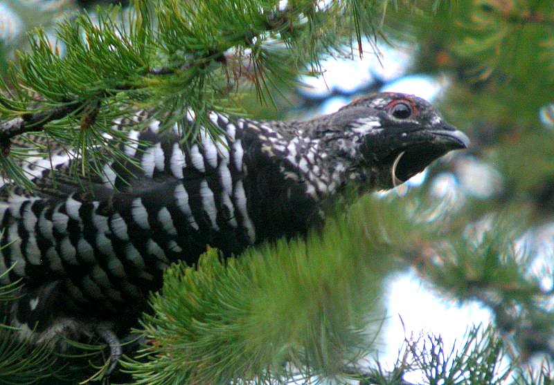 Spruce Grouse
